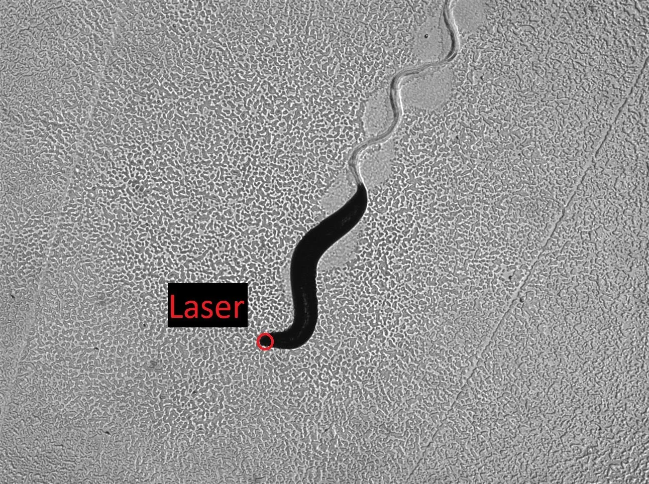 C. elegans escape-response experiment.