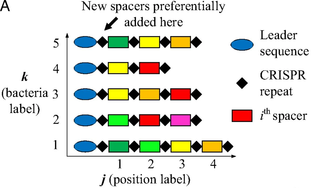 Adaptive immunity and CRISPR spacer diversity.