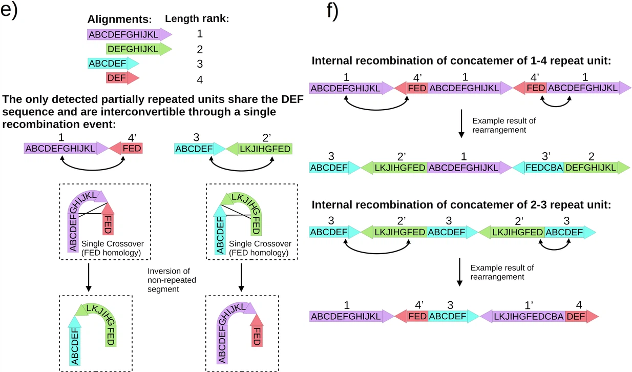 Diagram of mitochondrial genome recombination and repeat units.