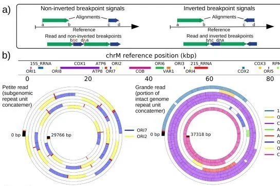 Mitochondrial genome dynamics.