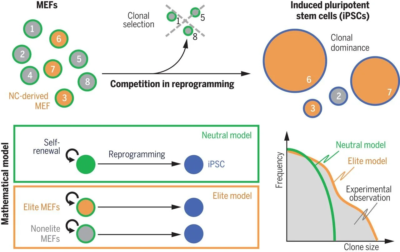 Competition during cellular reprogramming.